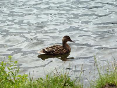 post-4444-0-33351700-1403807267_thumb.jp