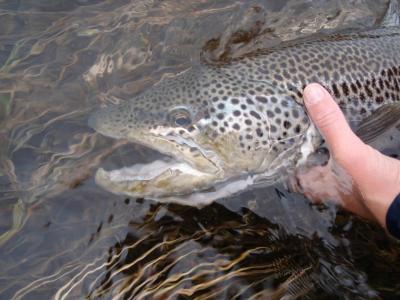 post-6295-0-96621700-1403803967_thumb.jp