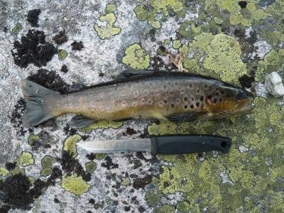 post-7901-0-95805100-1404126623_thumb.jp