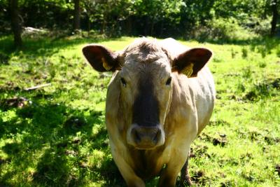 post-8771-0-56100500-1402165014_thumb.jp