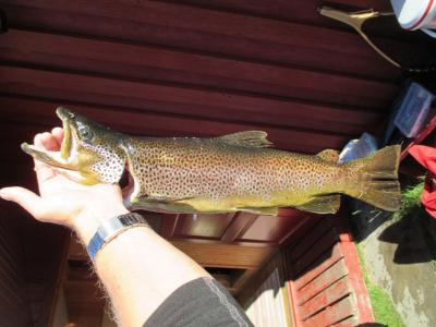 post-9425-0-67205500-1403797030_thumb.jp