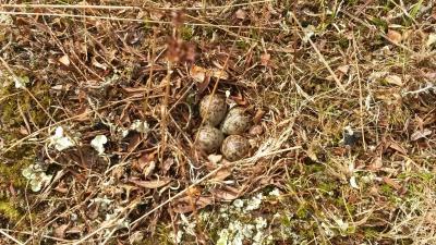 post-14074-0-95482600-1435591426_thumb.j