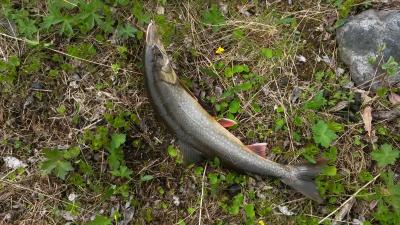 post-14074-0-96068000-1435591398_thumb.j