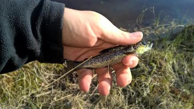 post-14387-0-90821400-1434056356_thumb.j