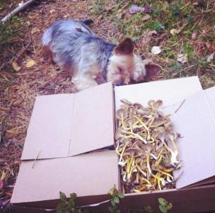 post-15787-0-22344200-1433160886_thumb.j