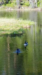 post-15860-0-15311100-1434483998_thumb.j