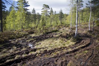 post-15860-0-50280500-1433363006_thumb.j