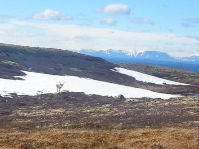 post-8554-0-03064500-1434313093_thumb.jp