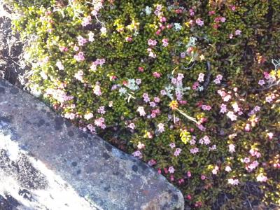 post-8554-0-97517900-1434313443_thumb.jp