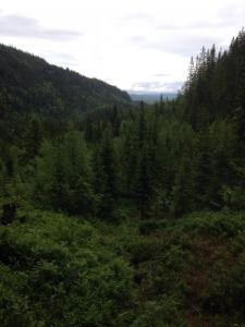 post-9845-0-49064600-1435651885_thumb.jp