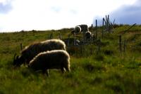 post-10080-0-07639600-1341218111_thumb.j