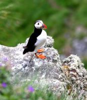 post-10080-0-21163400-1341218036_thumb.j