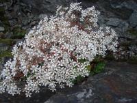 post-1073-0-06524200-1341956665_thumb.jp