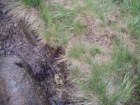 post-1073-0-20927300-1343633663_thumb.jp