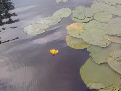 post-11774-0-17756800-1372789625_thumb.j