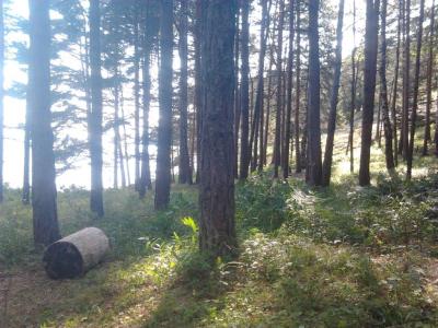 post-11774-0-57702800-1373318145_thumb.j