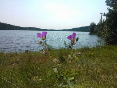 post-12730-0-99843400-1373402842_thumb.j