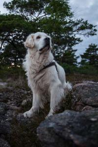 post-6532-0-81621700-1372812146_thumb.jp