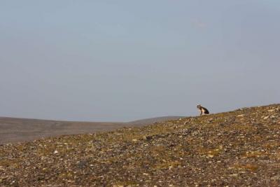 post-6817-0-75139400-1373548562_thumb.jp