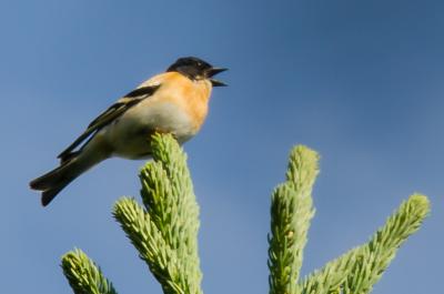 post-8581-0-06192100-1374393806_thumb.jp