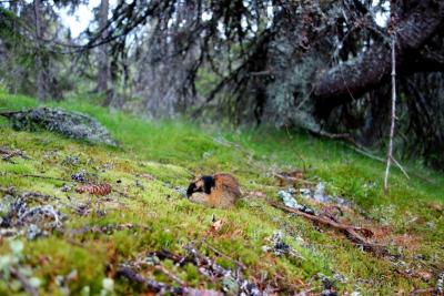 post-9055-0-37462500-1374787268_thumb.jp