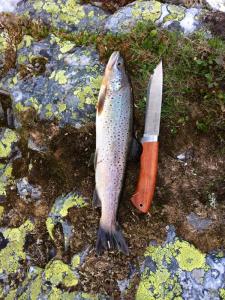 post-11141-0-74636100-1406654453_thumb.j