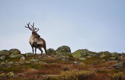 post-12278-0-23865500-1404809226_thumb.j