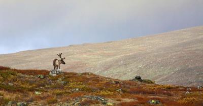 post-12278-0-82508400-1404809217_thumb.j