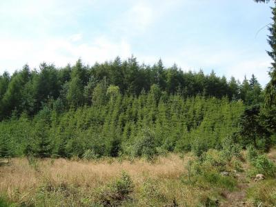 post-5095-0-56155000-1406473735_thumb.jp