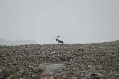 post-8184-0-08085800-1405702181_thumb.jp