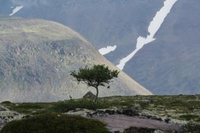 post-8184-0-53266700-1405702329_thumb.jp