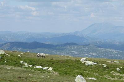 post-9055-0-26477300-1405262171_thumb.jp