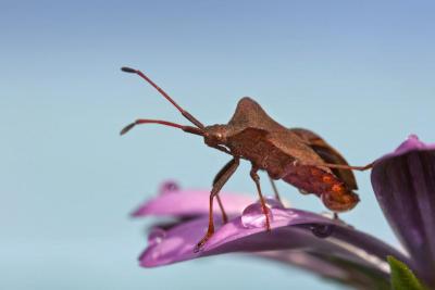 post-12278-0-77034900-1437577318_thumb.j