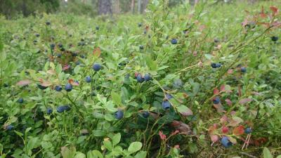 post-14478-0-03530100-1437838532_thumb.j