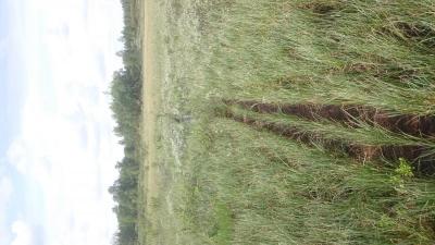 post-14911-0-29316800-1437692682_thumb.j