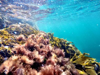 post-16523-0-86734900-1436906263_thumb.j