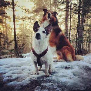 post-17643-0-60027400-1436449400_thumb.j