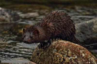 post-17903-0-37952700-1437569247_thumb.j