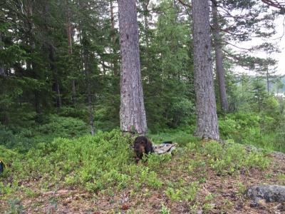 post-1846-0-64809900-1436466858_thumb.jp