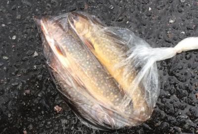 post-7901-0-21890800-1438284575_thumb.jp