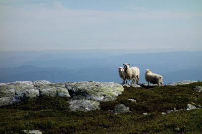 post-9055-0-34928900-1436121686_thumb.jp