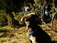 post-2056-0-48227700-1345979148_thumb.jp