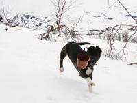 post-2056-0-97741800-1345979206_thumb.jp