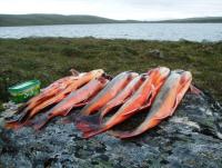 post-4016-0-14877600-1345658167_thumb.jp