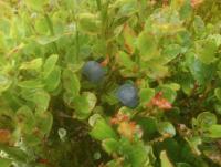 post-7957-0-86599300-1344189119_thumb.jp