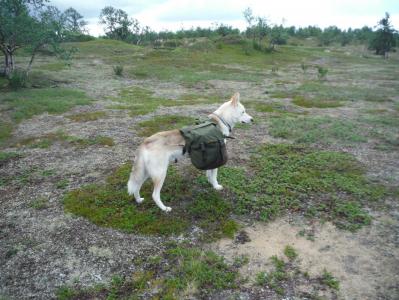 post-10346-0-03386600-1377764194_thumb.j