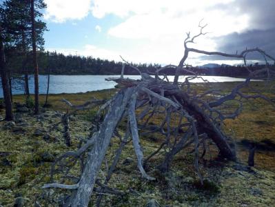 post-10401-0-69675700-1377454914_thumb.j