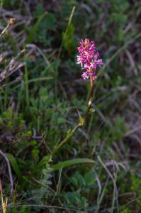 post-8581-0-25698200-1375685075_thumb.jp