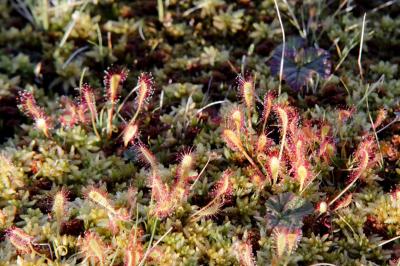 post-8581-0-49158200-1375772725_thumb.jp