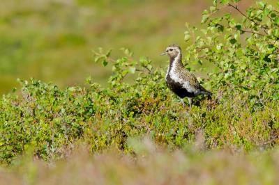 post-8581-0-90410000-1375769494_thumb.jp